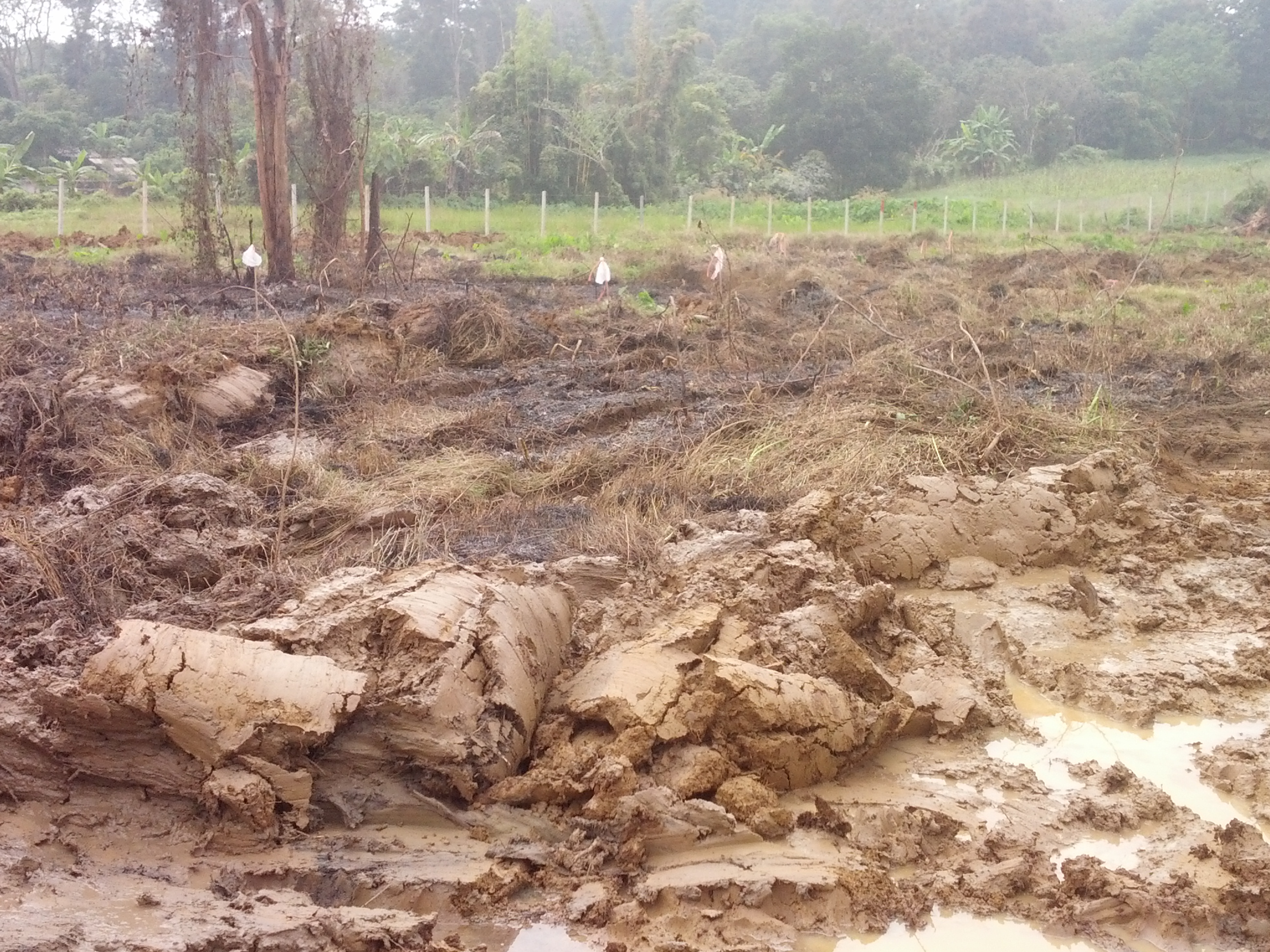 Converting a swamp like area into natural permaculture like pond