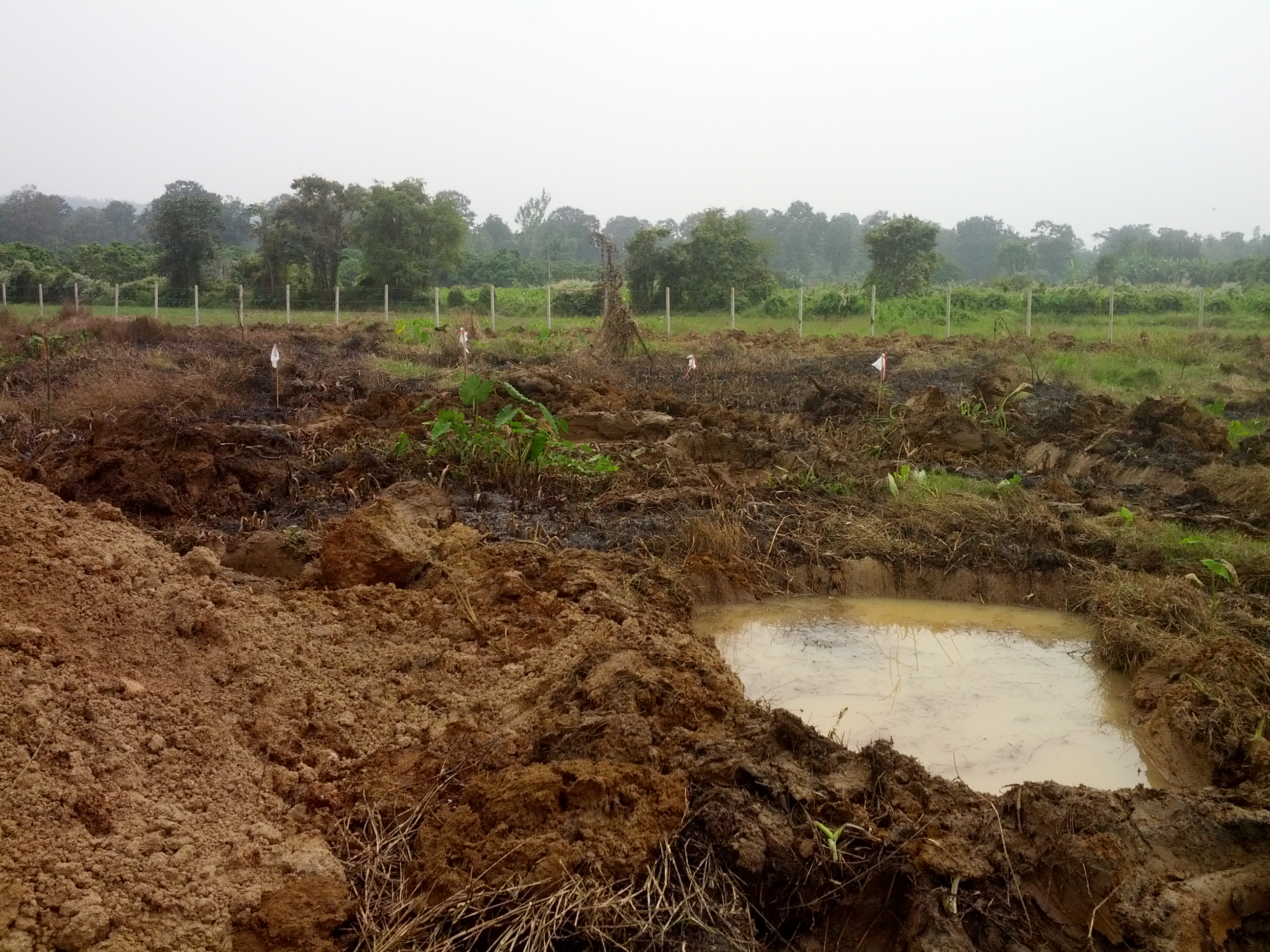 Converting a swamp like area into natural permaculture like pond