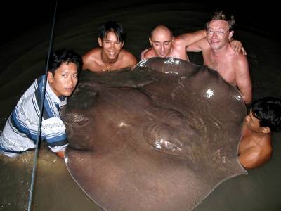 Some articles on Thailands giant stingrays can be found here Thailand