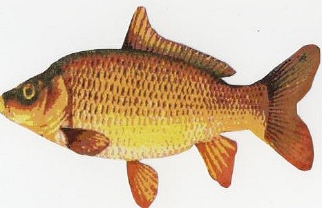 Common Carp common carp. Common Carp