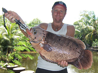 giant gourami photos