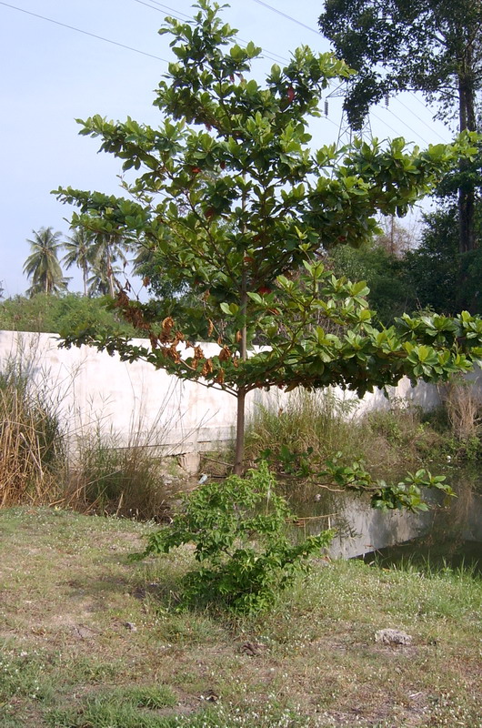 Trees Of Thailand