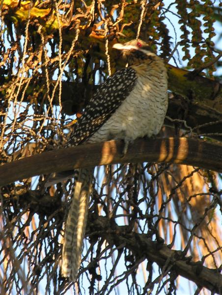 Cooee Bird