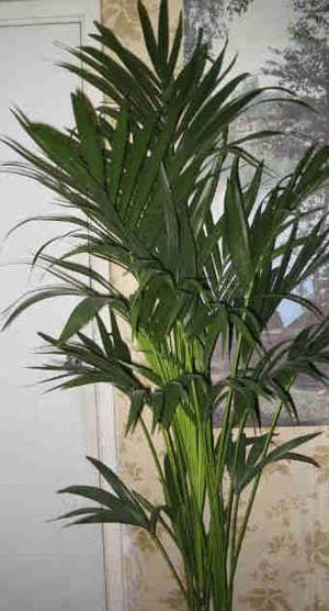 Palm Plants Indoor