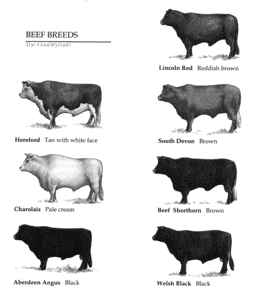 Beef Cattle Chart