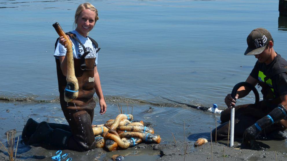 The Phallic Clam America Sells To China