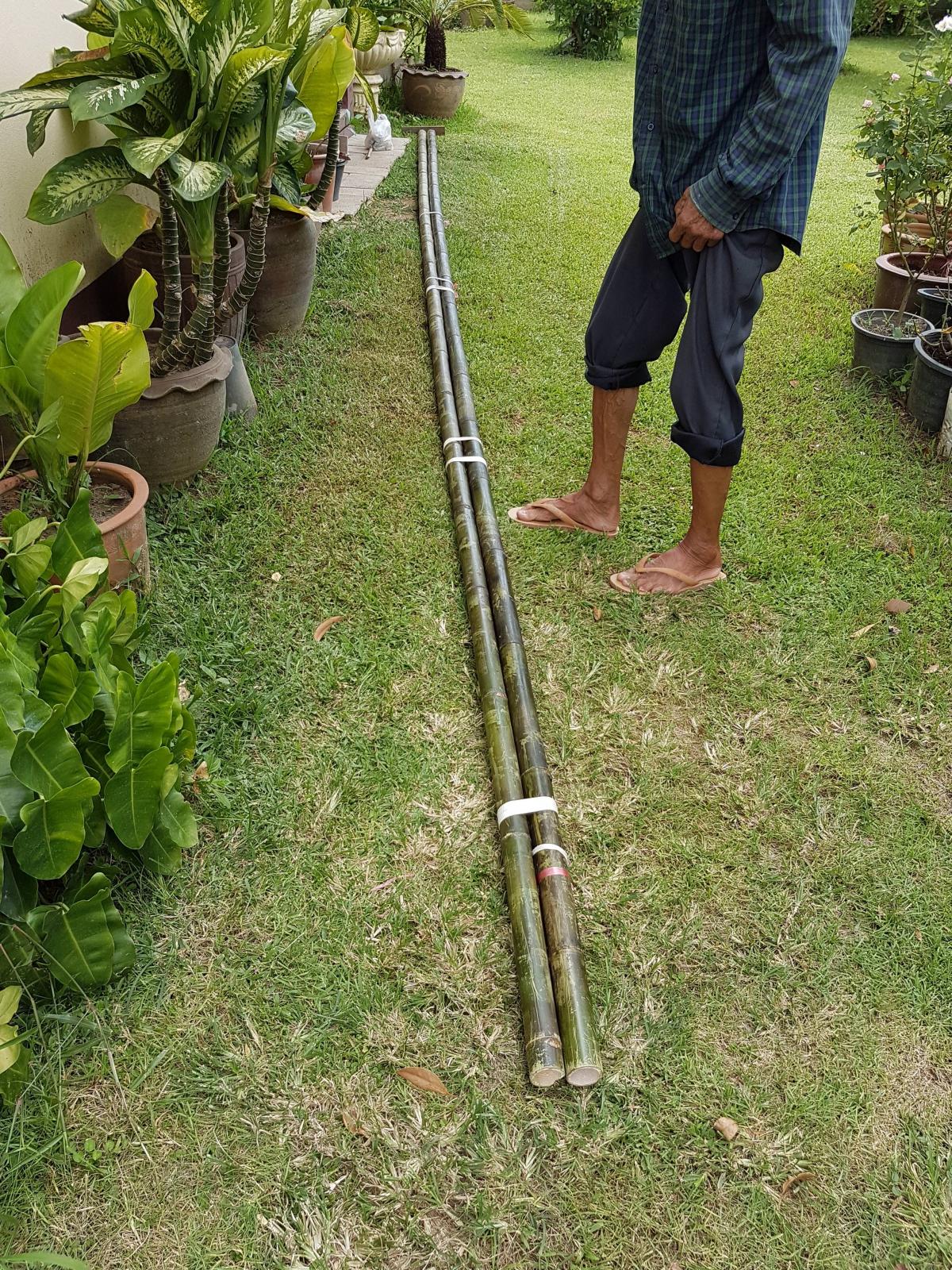 The Bamboo Ladder....