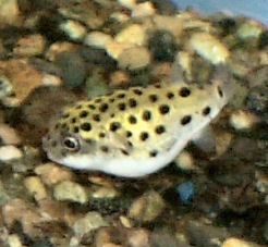 Green Spotted Puffer Fish