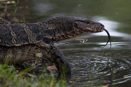 Thai Water Monitor Lizard - TeakDoor.com - The Thailand Forum