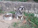Puppy2