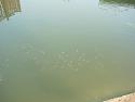 pond106