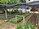 01raisedbeds1