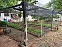 01raisedbeds2