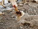 01cocks3