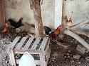 01cocks5