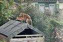 01foxes1