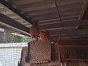 01chickens13