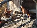 01chickens15
