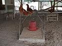 01chickens18