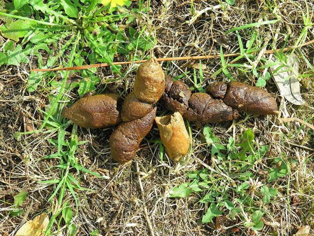 dogturd