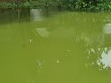 pond1000
