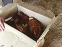 001chick4