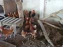 001chick9