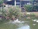 pond1076