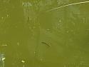 pond1094