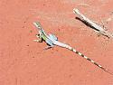 Wayne Kerr Does the Desert-crested-dragon-2-ctenophorus-cristatus-medium