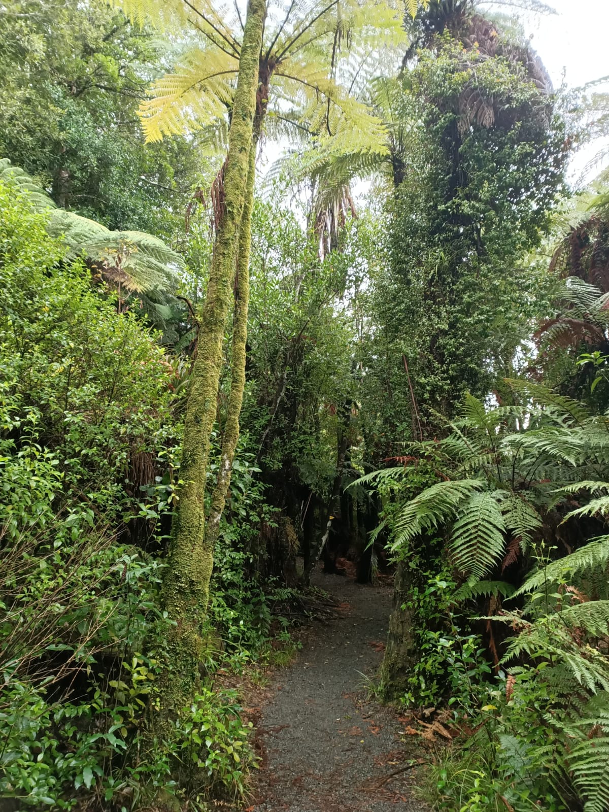 A bit of hiking on Mount Pirongia, Waikato-whatsapp-image-2020-06-05-12-a