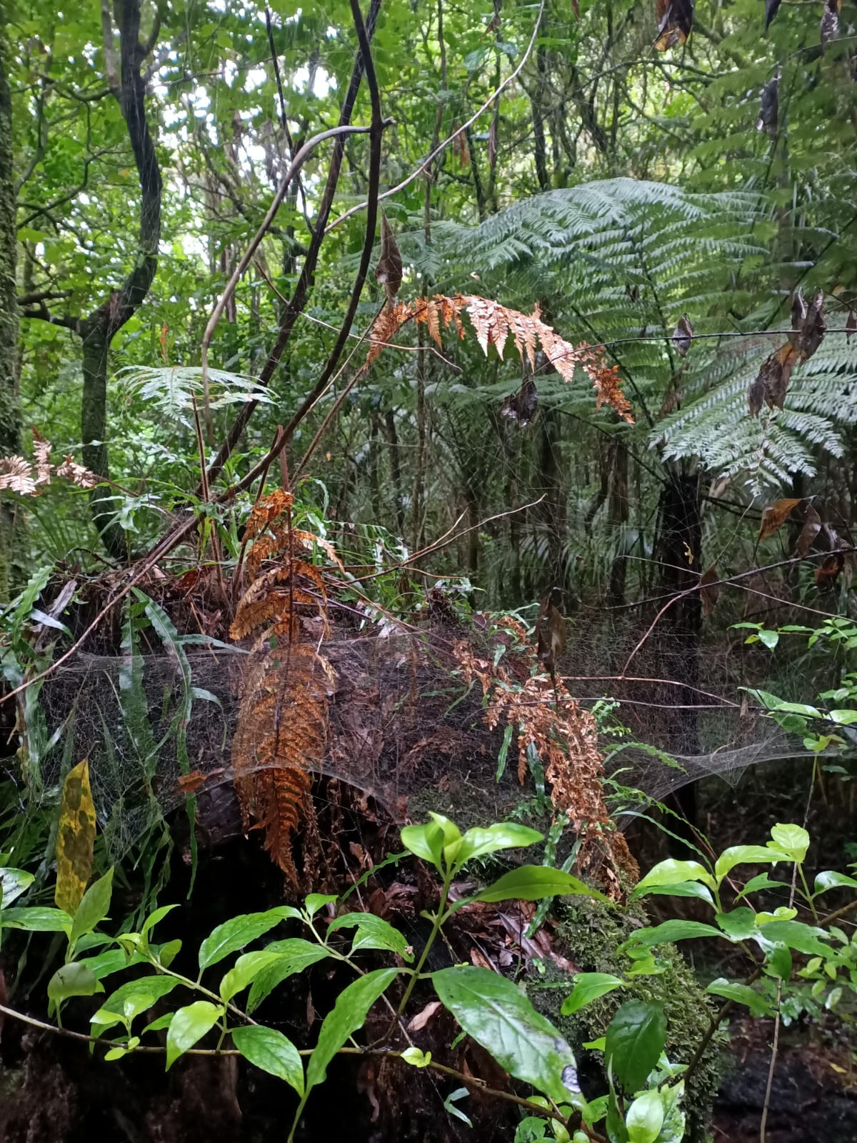 A bit of hiking on Mount Pirongia, Waikato-whatsapp-image-2020-06-05-12-a