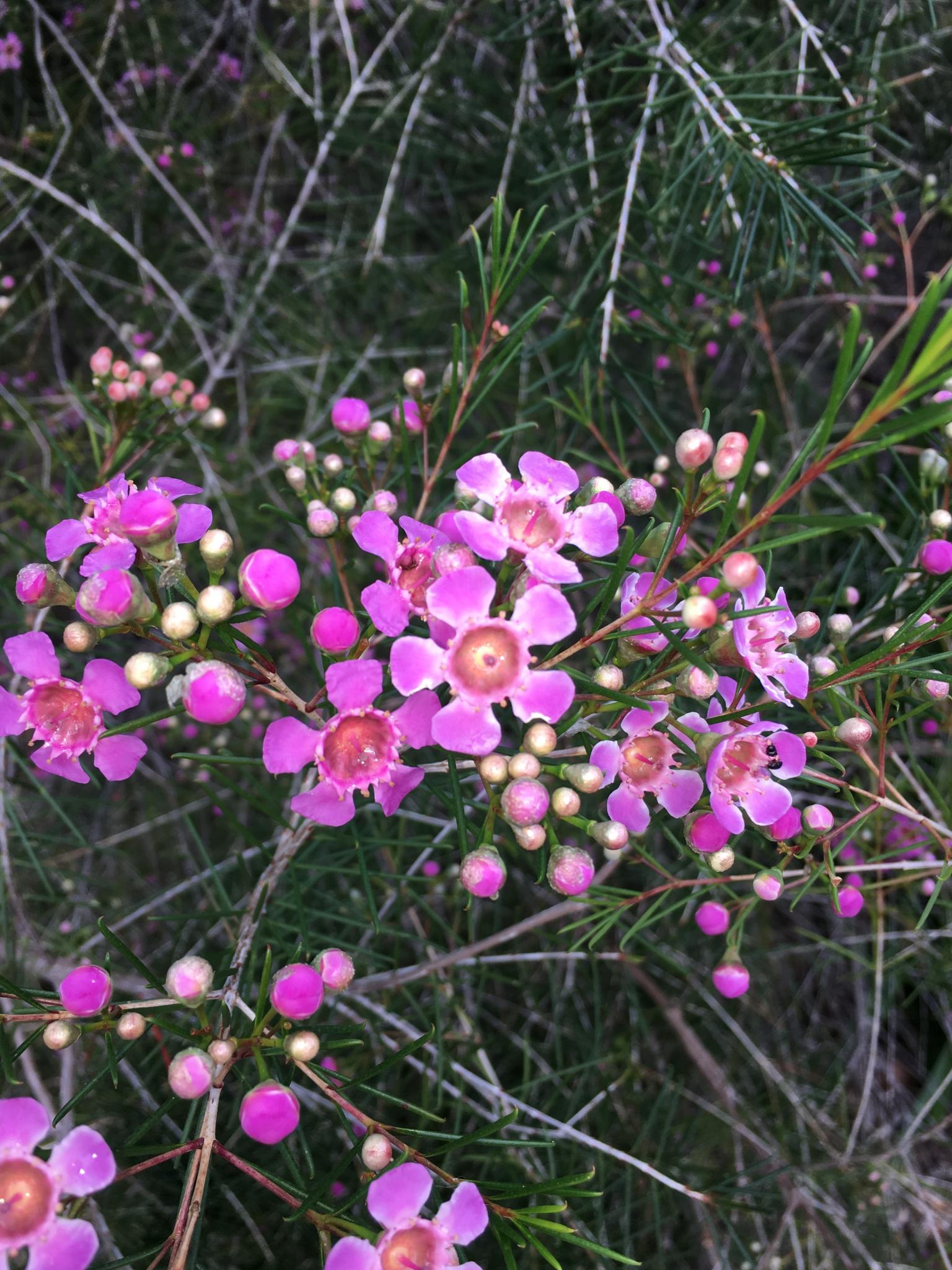 Indigenous wildflowers of Western Australia-img_1778r-jpg