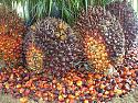 DIT explains price movements of palm oil, soybean oil-pneco610215001001601-jpg
