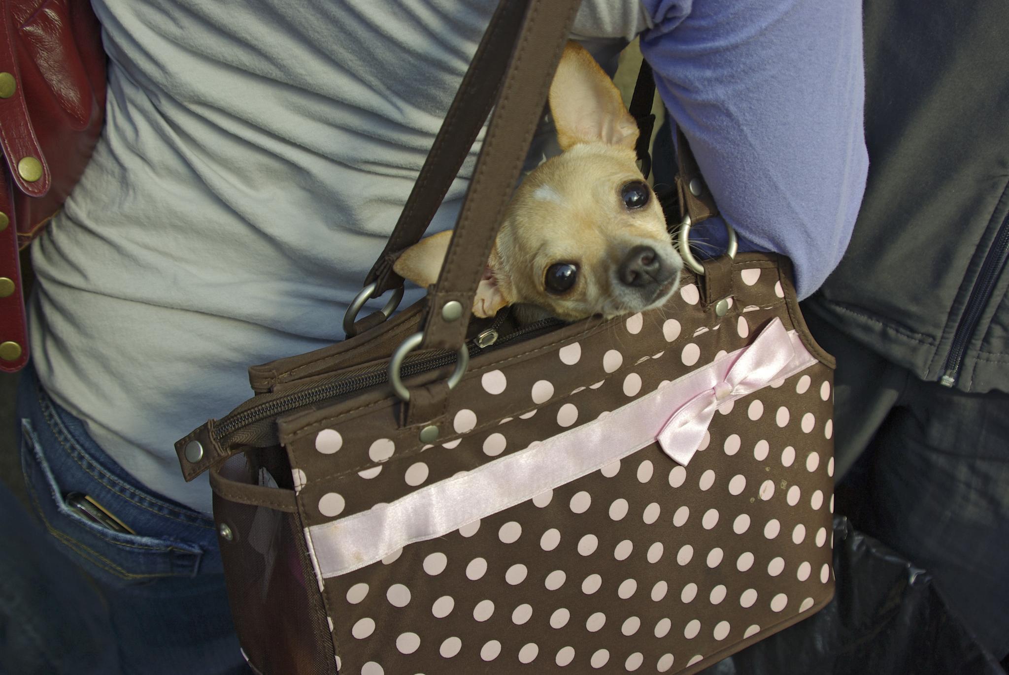 Are any international airlines flying into Chiang Mai regularly now?-abita_stage_purse_chihuahua-jpg