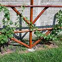 DIY ...inexpensive, strong grape arbor.-dscf0766-jpg