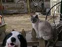 Amusing Pictures ripped from the Net-animal-photobombs-36-jpg