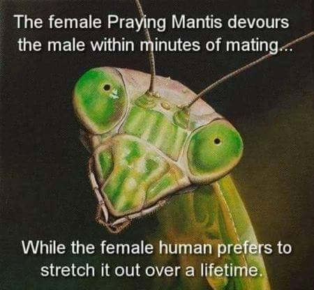 Amusing Pictures ripped from the Net-mantis-jpeg