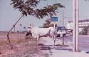 Siam, Thailand &amp; Bangkok Old Photo Thread-mall-bangkapi-1981-jpg