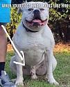 Amusing Pictures ripped from the Net-dogsdick-jpg