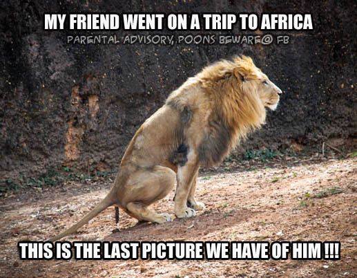 Amusing Pictures ripped from the Net-lion1-jpg