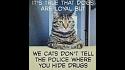 Amusing Pictures ripped from the Net-cats-jpg