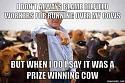 Amusing Pictures ripped from the Net-prize-cow-jpg