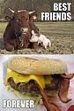 Amusing Pictures ripped from the Net-anipals-jpg