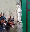 Amusing Pictures ripped from the Net-zllllllllllllllllll-jpg