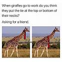 Amusing Pictures ripped from the Net-giraffes-jpg