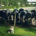 Amusing Pictures ripped from the Net-bullcow-jpg