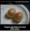 Amazing picture thread-penguin-eggs-jpg
