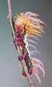 Amazing picture thread-saturniidae-moth-caterpillar-jpg