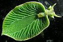 Amazing picture thread-slug-1-jpg